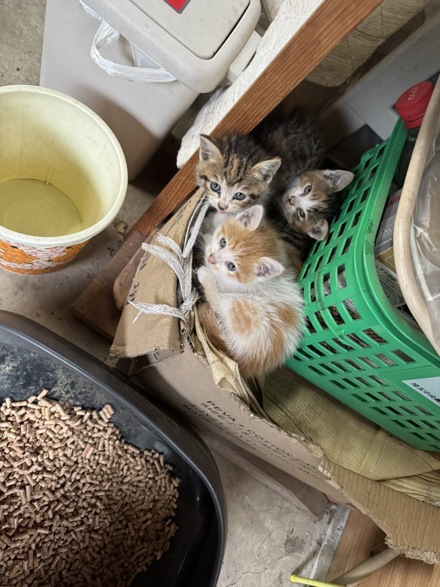 patapata tweet media