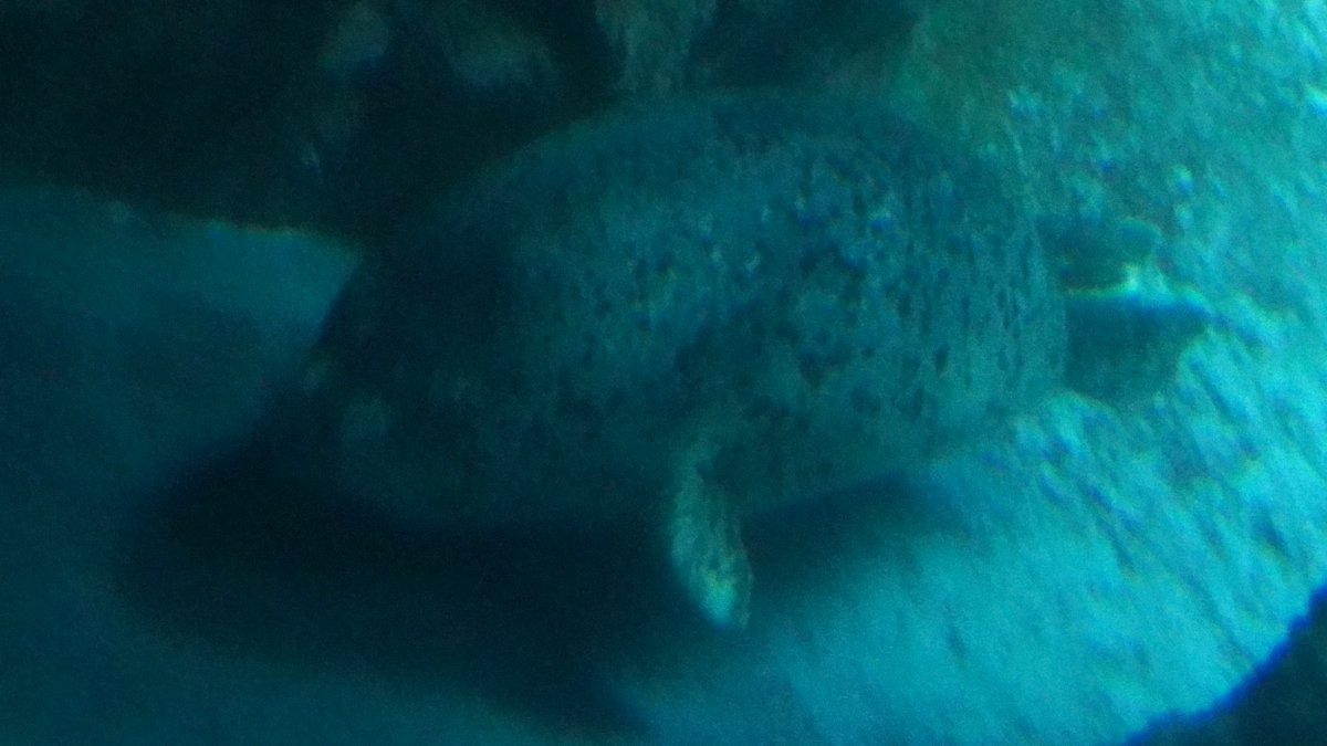 海遊館の画像探していたら、とてもおいしそうなｶｲﾕｳｶﾝｽｺﾞｸﾊﾔｲｽｲｰﾄｵﾝﾌﾟの撮影に成功した写真を発見した。
めちゃくちゃ画質悪いけど🤣

影も含めて可愛い❤️