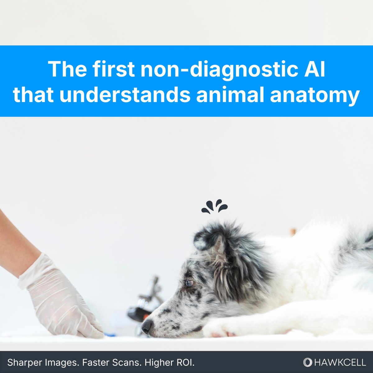 HawkCellVet's tweet photo. Most imaging AI wasn’t built for veterinary medicine.
HawkCell was.

HawkCell is the first non-diagnostic AI that understands animal anatomy.

Built to empower imaging teams with:
• Sharper images
• Faster scans
• Higher ROI

👉🏻 Discover our solutions: https://t.co/TC7kaVFtLZ https://t.co/nrHFYFuvjB