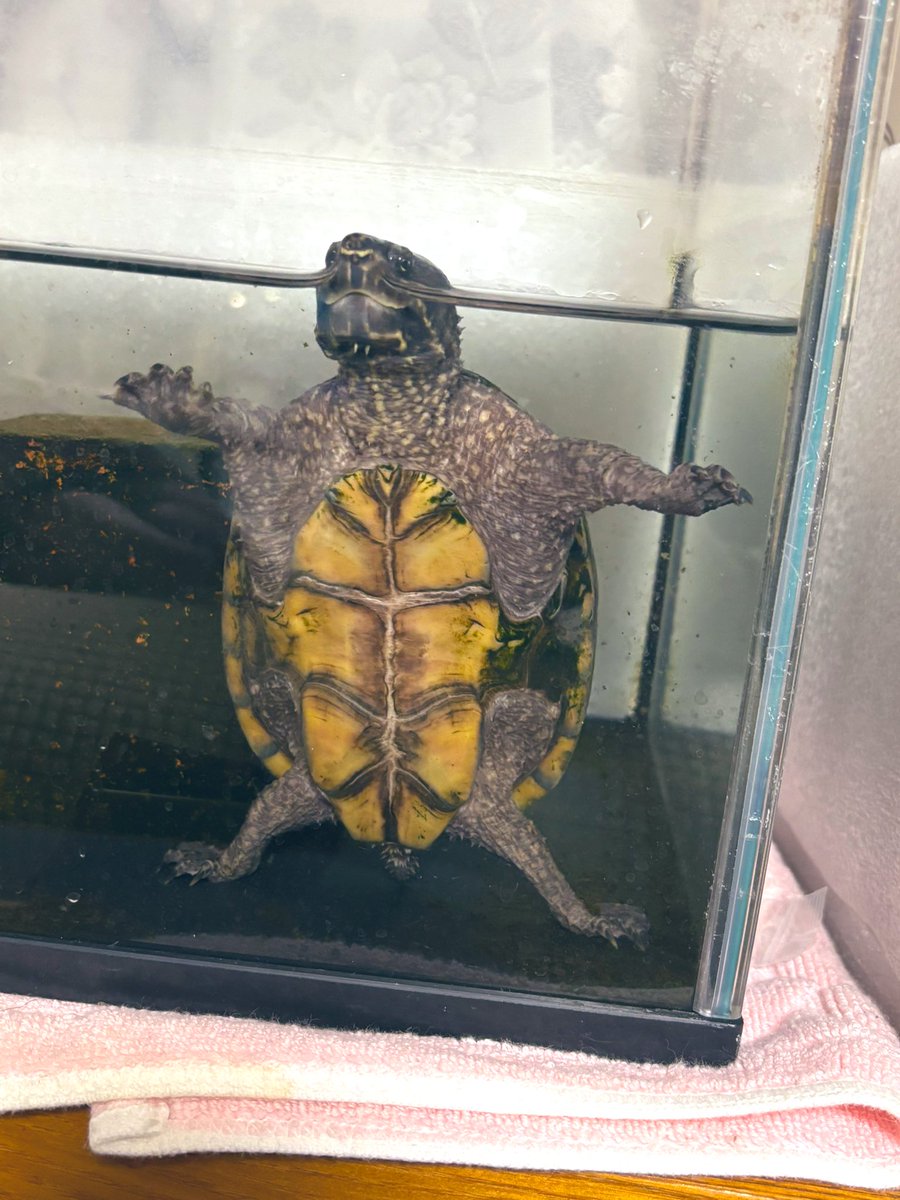 亀ちゃん tweet media