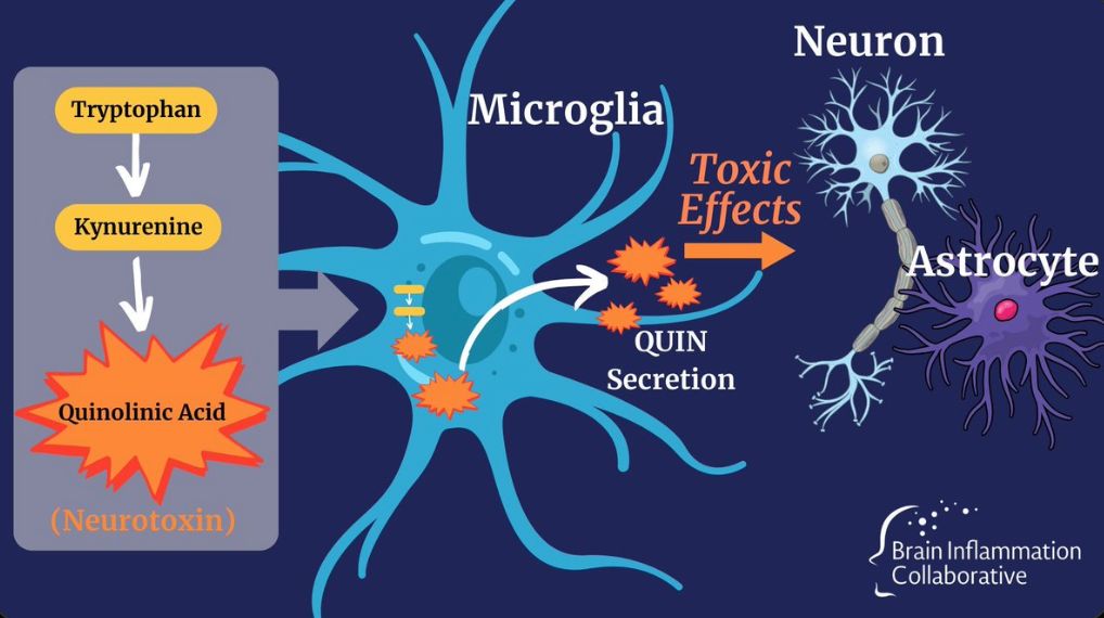 Brain Inflammation Collaborative tweet media