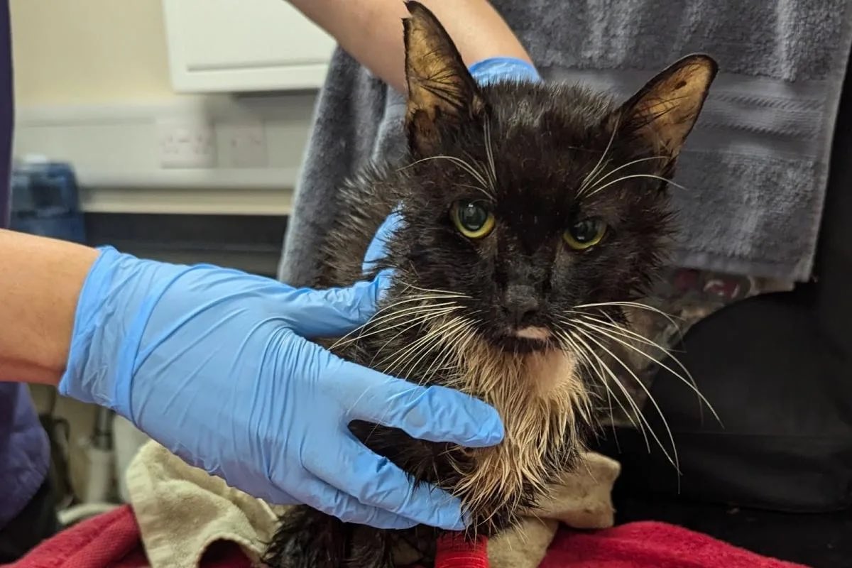 ⚠️ CONVICTED: Sharon Claire Price, from West Street in Epsom, admitted trapping 23 cats inside a wheelie bin and securing the lid shut with a discarded microwave. 

Eight of the cats died from their ordeal. 

Kingston Crown Court heard the animals were discovered piled inside the