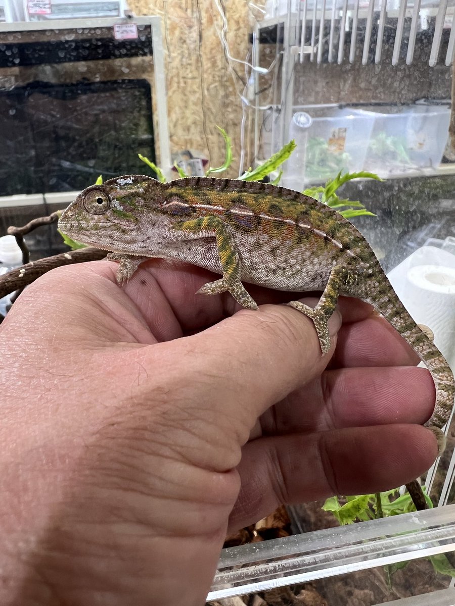 Fantasticゴリオ tweet media