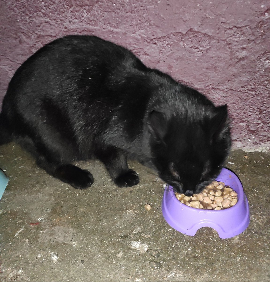 🫟пані киця gone tired🫟 tweet media