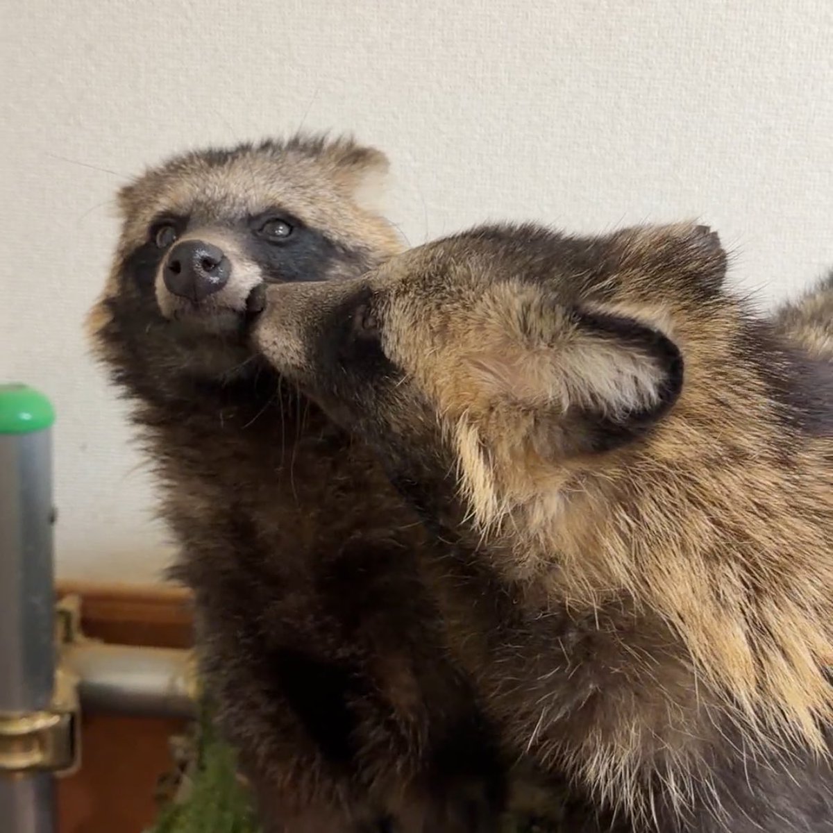 noahsark_animal's tweet photo. A sweet raccoon dog couple 🦝💛🦝
They love staying close together.

You can meet raccoon dogs at our animal café in Tenjinbashisuji Shopping Street, Osaka.

They usually enjoy snacks and gentle interactions with guests.

#OsakaAnimalCafe #Tenjinbashisuji #RaccoonDog https://t.co/qN9uXCVAXn