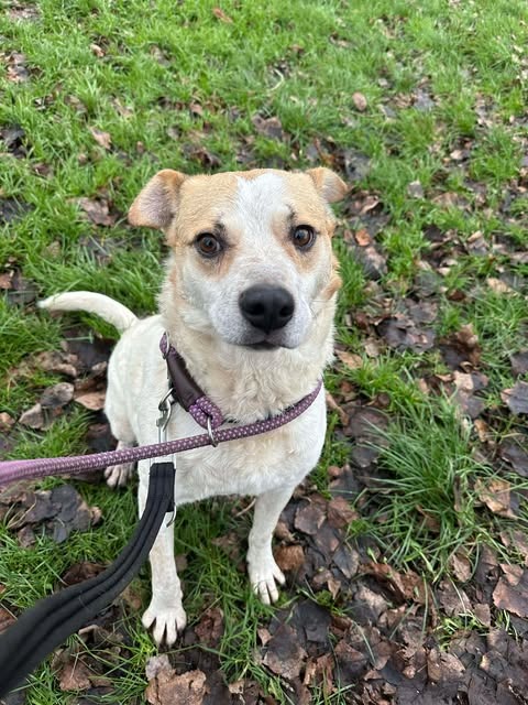 Pawprints to Freedom Rescue🐾 tweet media