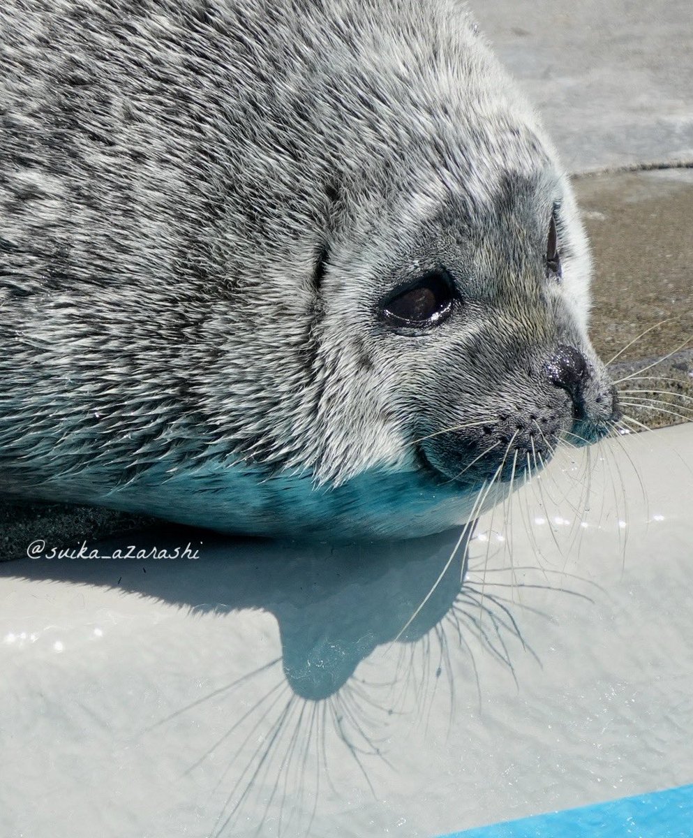 スイカ tweet media