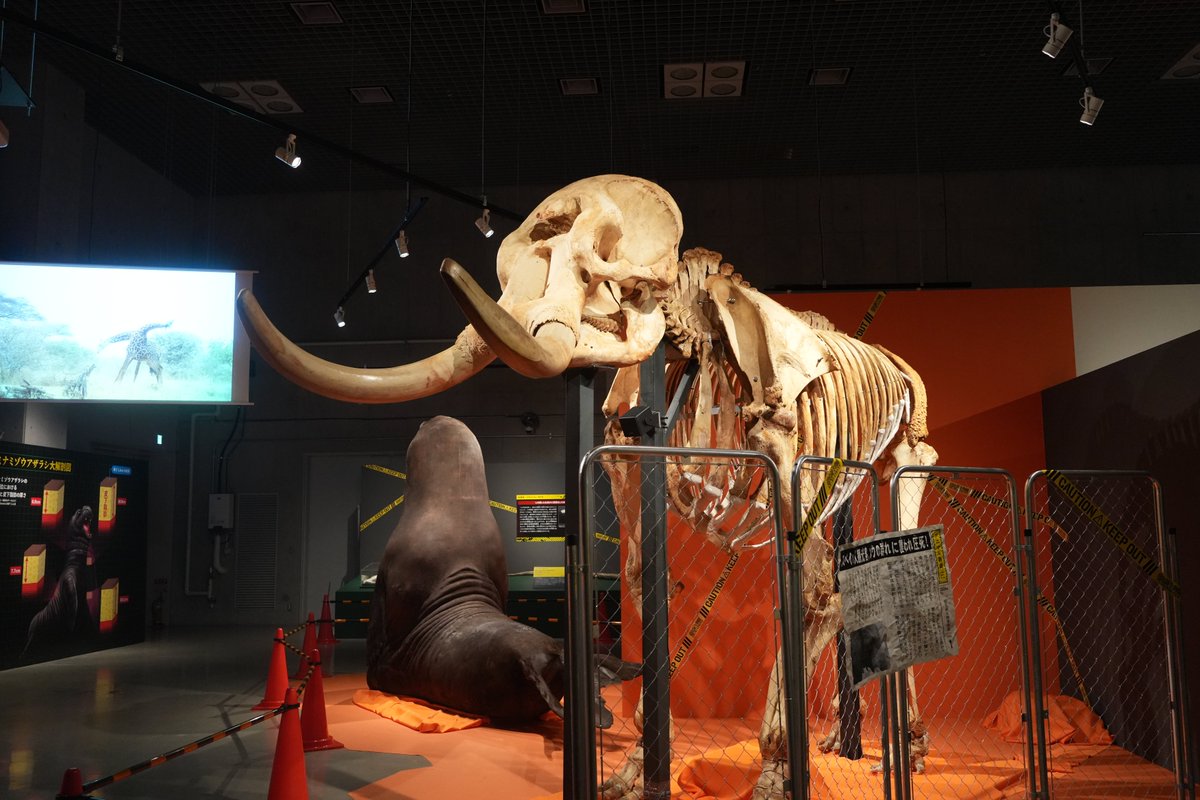 museum_kahaku's tweet photo. ＼\🦒#超危険生物展 いよいよ明日開幕🐘/／

「超危険生物展　科学で挑む生き物の本気」の報道内覧会と開会式を実施しました！

会場に本展監修の研究者が集結し、展示の見どころをお話しいたしました🥳✨
大迫力のアフリカゾウの前には、展覧会アンバサダーの川島明さんの姿も！

開幕をお楽しみに♪ https://t.co/ReSMk8u4Ir