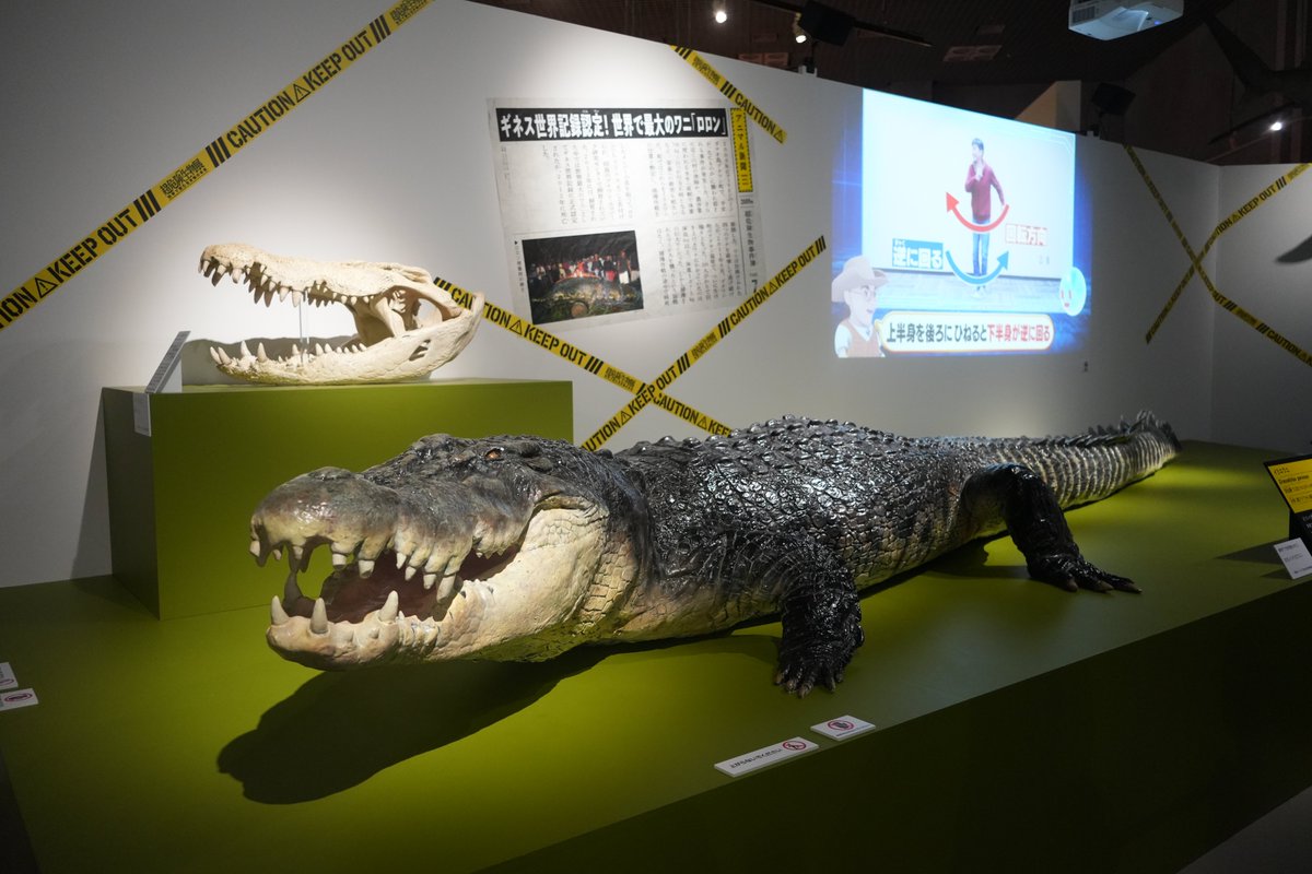 museum_kahaku's tweet photo. ＼\🦒#超危険生物展 いよいよ明日開幕🐘/／

「超危険生物展　科学で挑む生き物の本気」の報道内覧会と開会式を実施しました！

会場に本展監修の研究者が集結し、展示の見どころをお話しいたしました🥳✨
大迫力のアフリカゾウの前には、展覧会アンバサダーの川島明さんの姿も！

開幕をお楽しみに♪ https://t.co/ReSMk8u4Ir