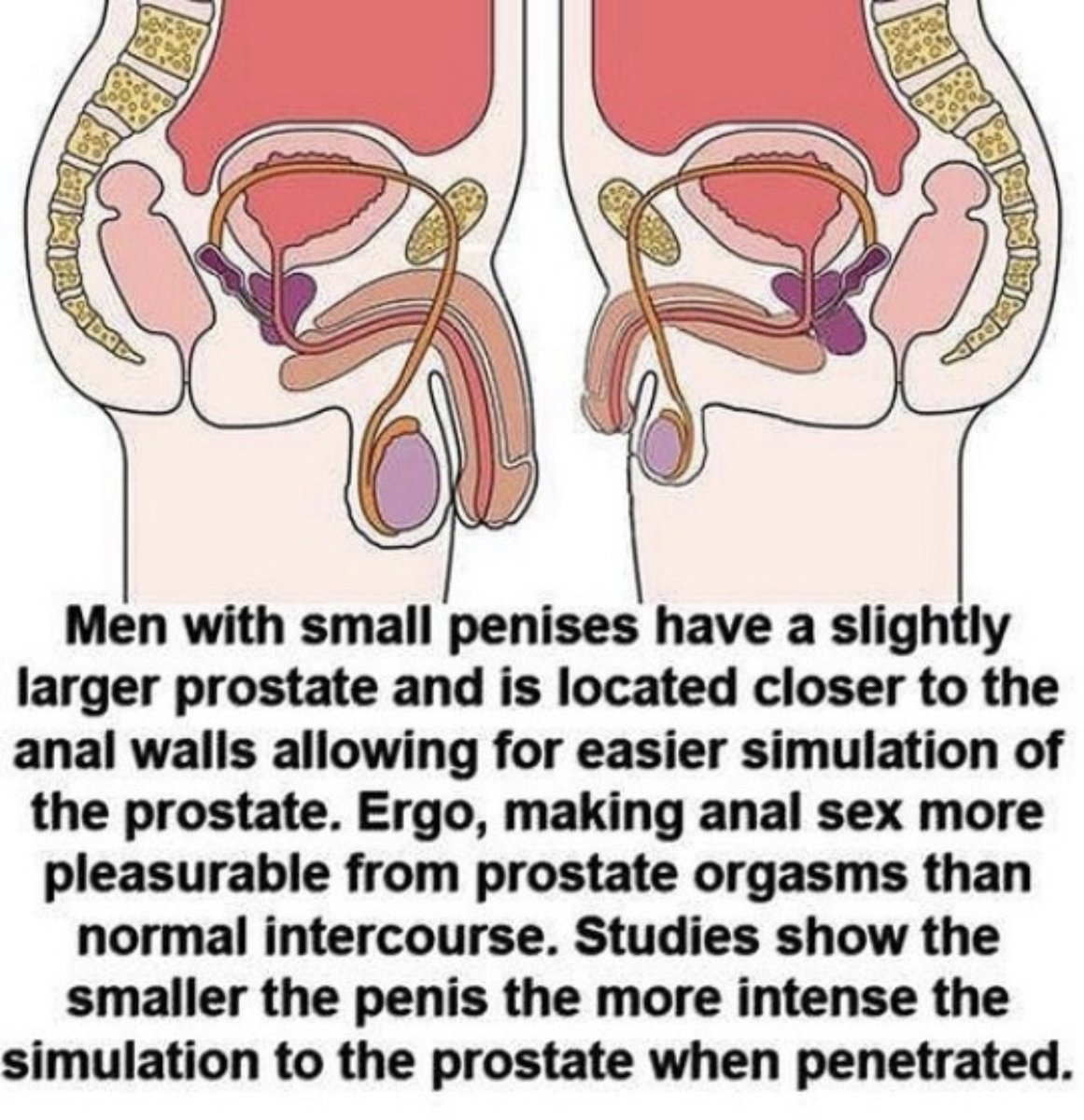 SexCoach88's tweet photo. If you’ve ever worried your penis is the wrong size or shape, you’re not alone.

But here’s the truth: pleasure isn’t about inches. It’s about presence.

Learn it. Love it. Use it well.

#SelfLove #PenisPositivity #SexualWellbeing #GaySex #DickPic https://t.co/lLwZ6KBv5g