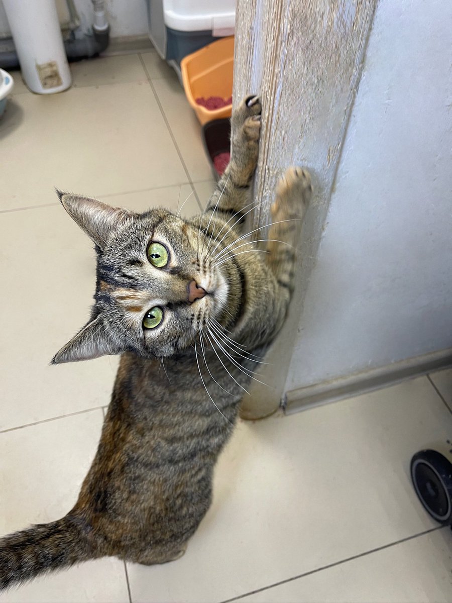 Cats on Mars 🇺🇦 tweet media