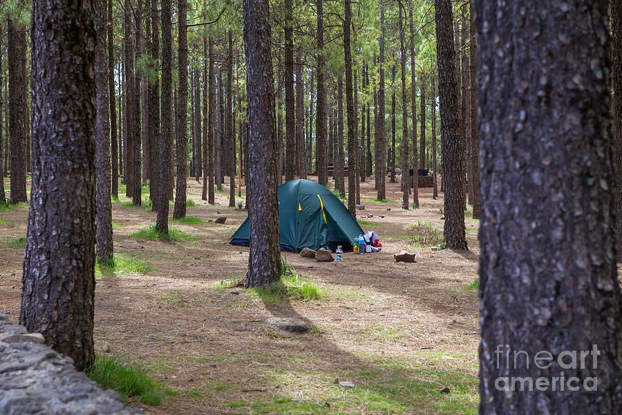 PatriciaPhotos's tweet image. Camping in the woods fineartamerica.com/featured/campi… #tent #camping #woods #trees #alone #forest