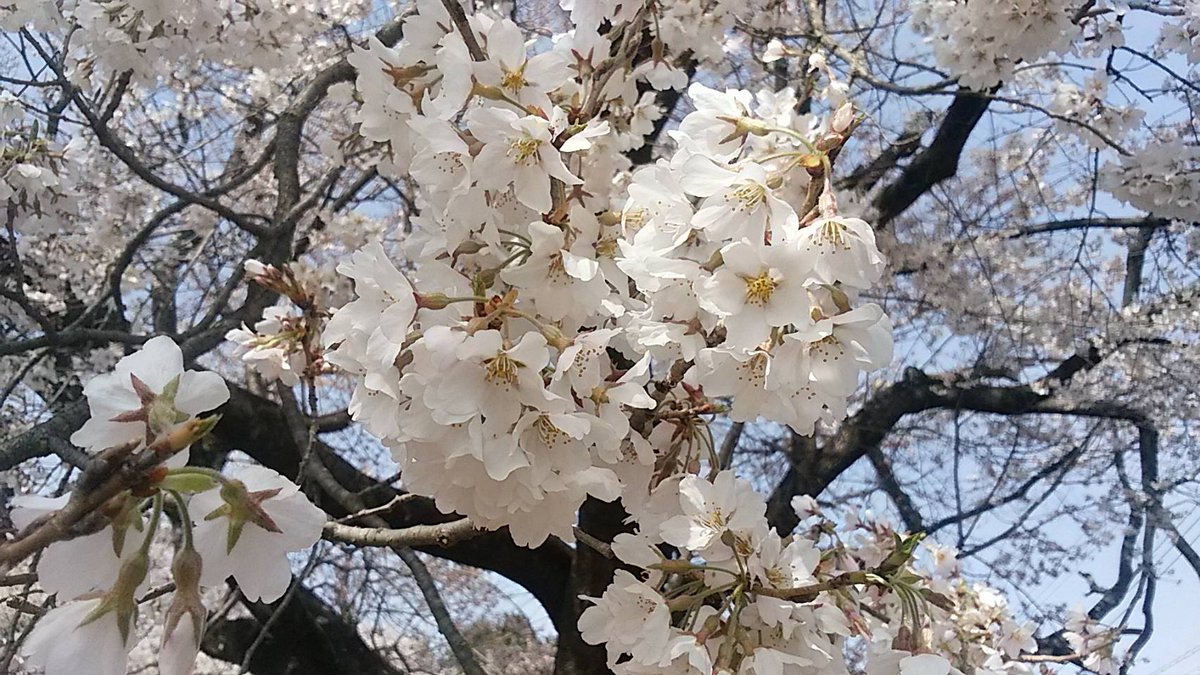 中村大樹 tweet media