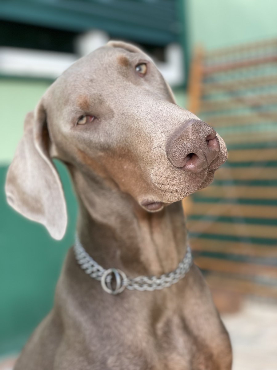 TheDobermanGuy tweet media