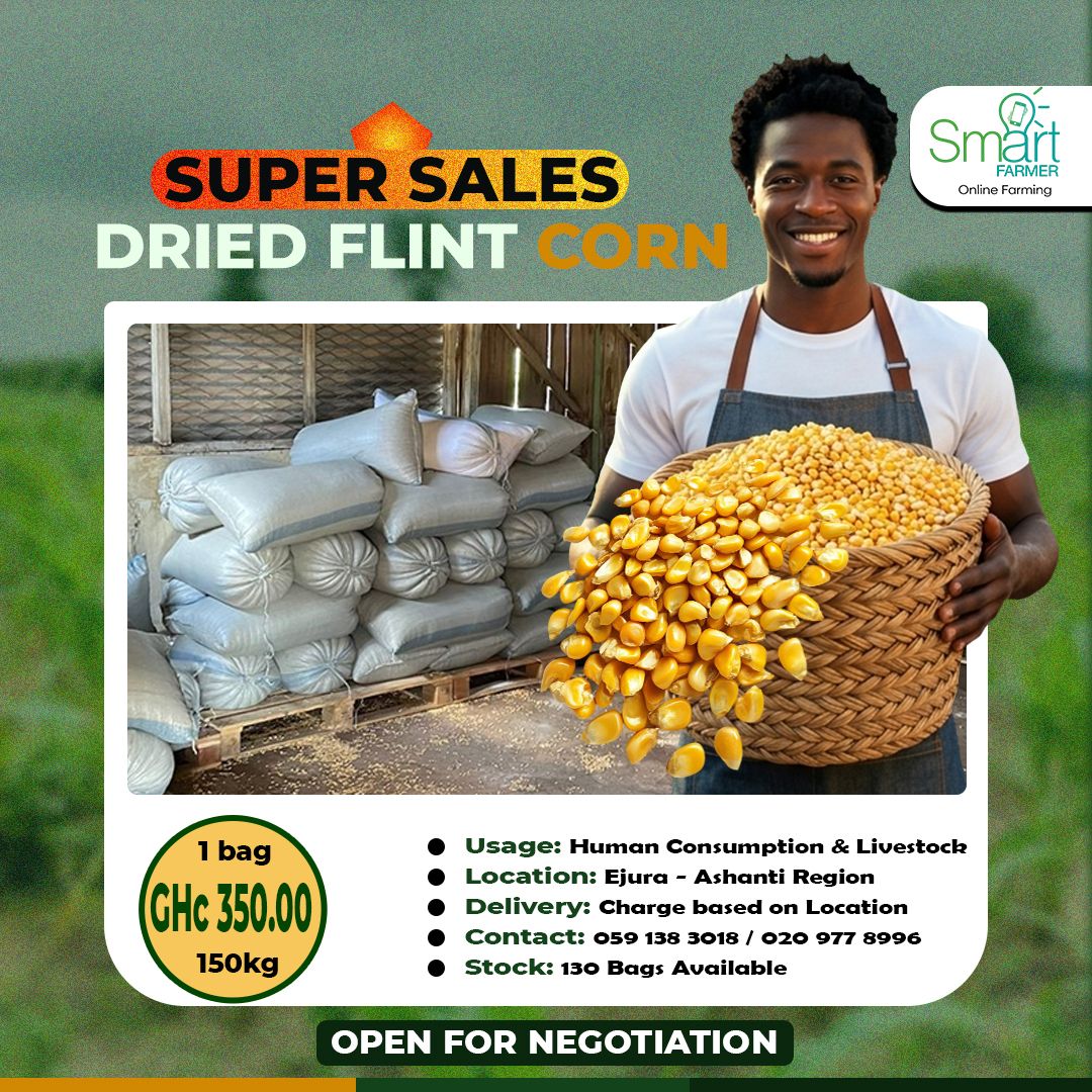 SmartFarmer_'s tweet photo. SUPER SALES ~ BAGS OF DRIED FLINT CORN 🌽 
130 bags (100kg) well dried flint corn 🌽 going for sale. 
Suitable for human consumption as well as livestock.
Location: Ejura- Ashanti Region (Close to Mampong)
Price: GHc 350.00 ~ Negotiable
Contact: 0591383018 / 0209778996 https://t.co/vRlDv7NLmD