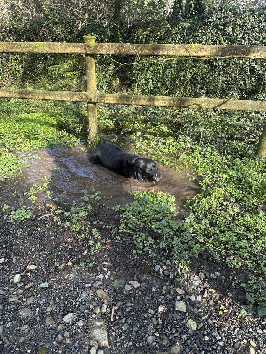 It would appear that shouting “no, no, Monty… no, no, no” has a zero success rate in deterring the aforementioned Monty from wallowing in a big muddy puddle… He’s living his best life 🐾