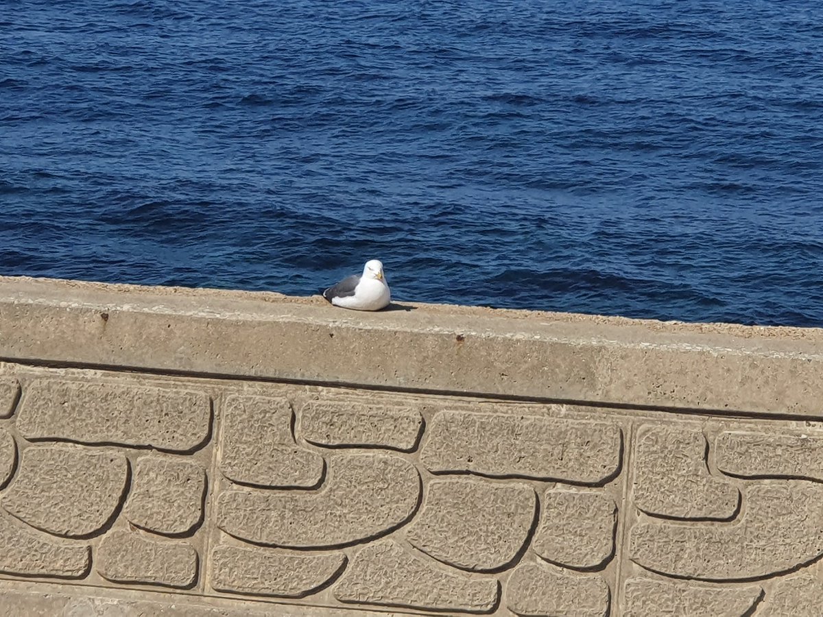 D_Estus(입대중) tweet media