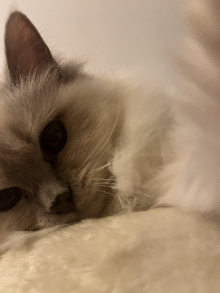 EveryLunaEver 🌈🪼 Nolf VTuber tweet media