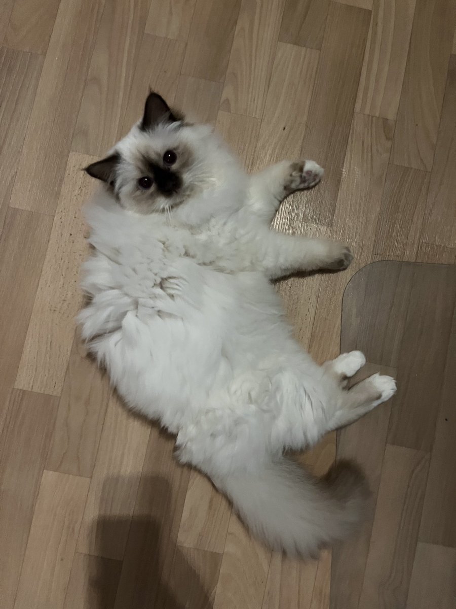 EveryLunaEver 🌈🪼 Nolf VTuber tweet media