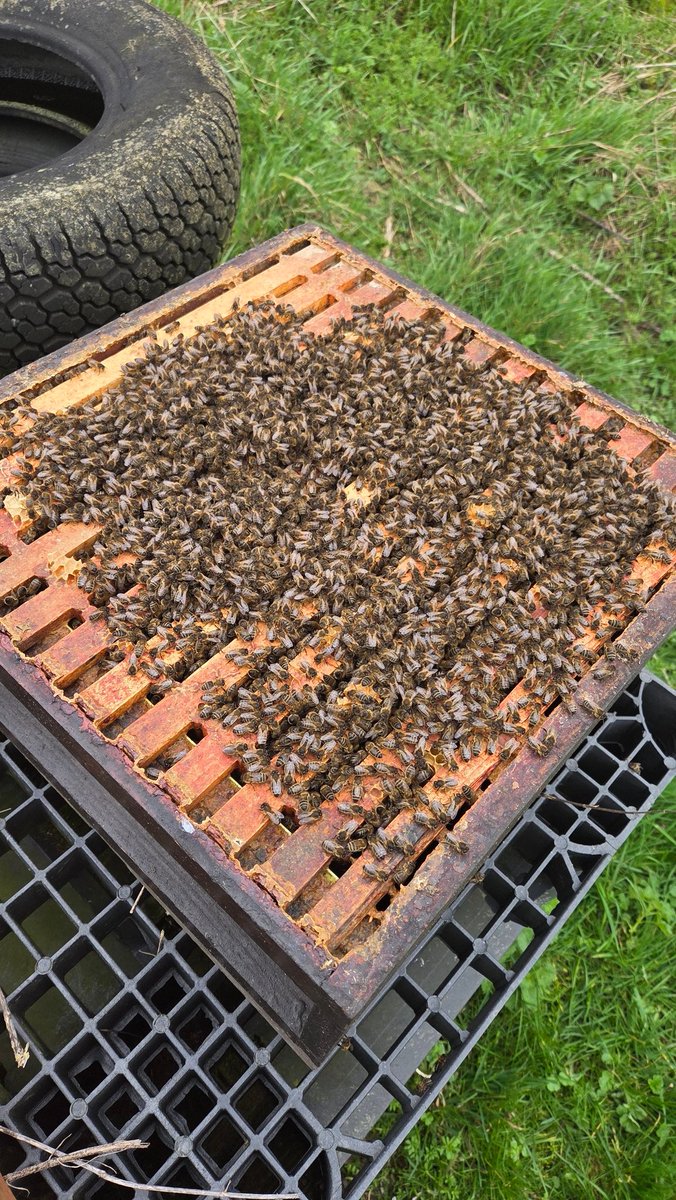 Chris Manton tweet media