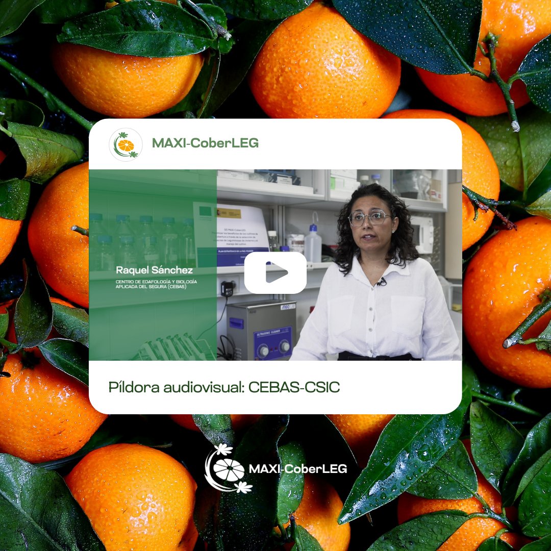 GO MAXI-CoberLEG tweet media