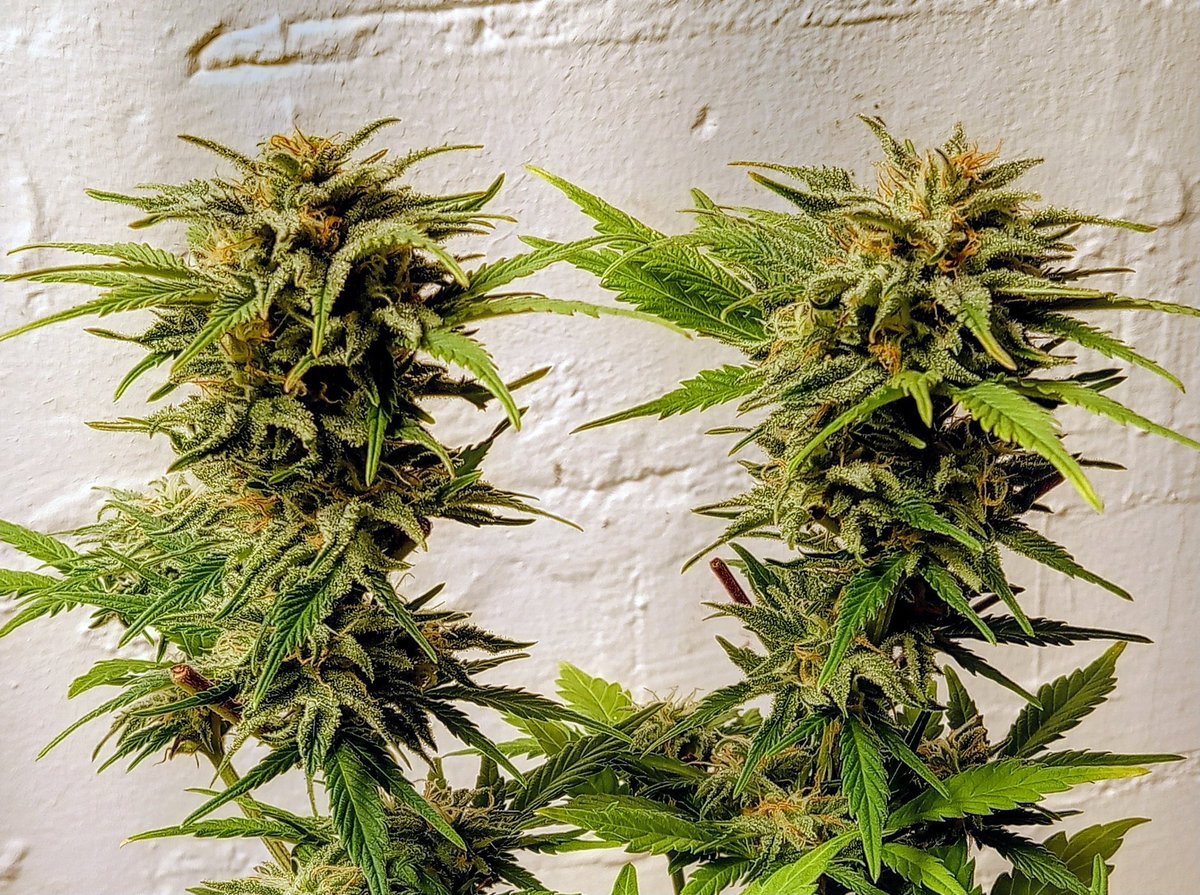 die mit den Locken ☀️ tweet media