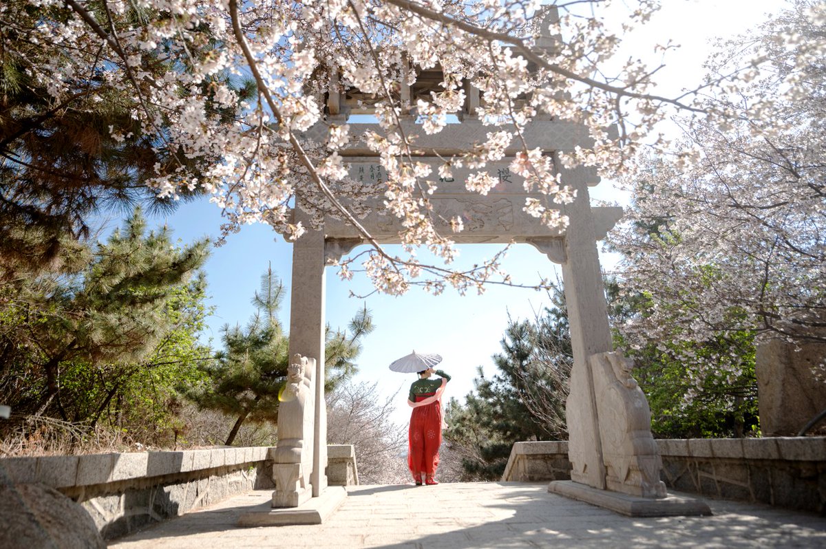 VisitShandong's tweet photo. Zouping's Sakura Mountain in Binzhou is a springtime wonder.

Wander through ten miles of cherry blossom paths, climb the peaks for stunning views, and immerse in the season's beauty. Plan your visit and see Binzhou in full bloom!

📍Binzhou, Shandong, China https://t.co/or9HoVsqRc