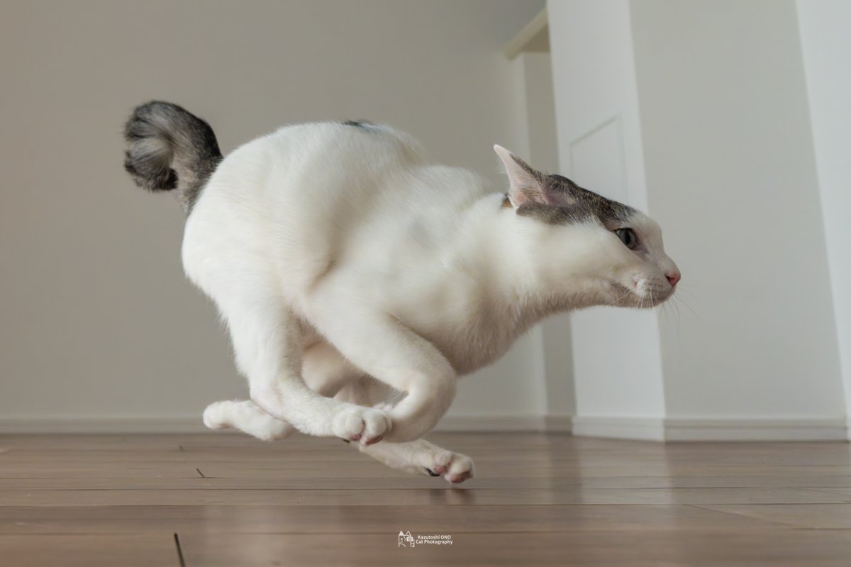 小野一俊 tweet media