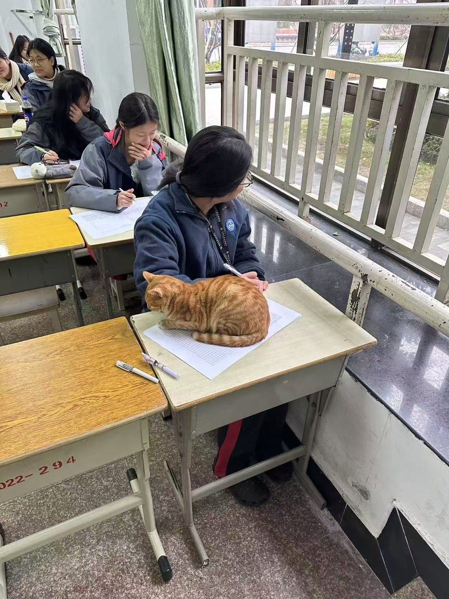 rpg6644's tweet image. When you think you’re nailing a presentation… but your slides are still on the “cute cat wallpaper” draft  #WorkFail #CampusVibes