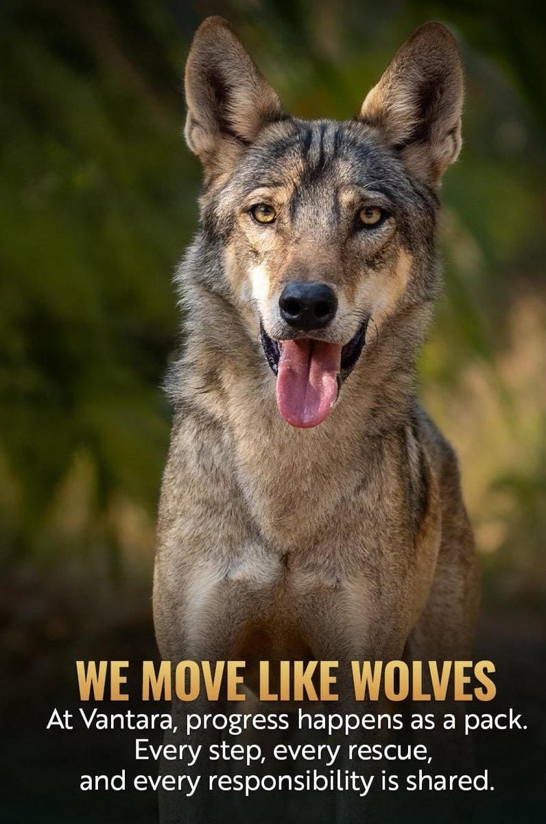 Seeing rescued animals living peacefully at Vantara shows how much effort Anant Ambani has put into creating a safe space for them. A beautiful example of responsible wildlife care.