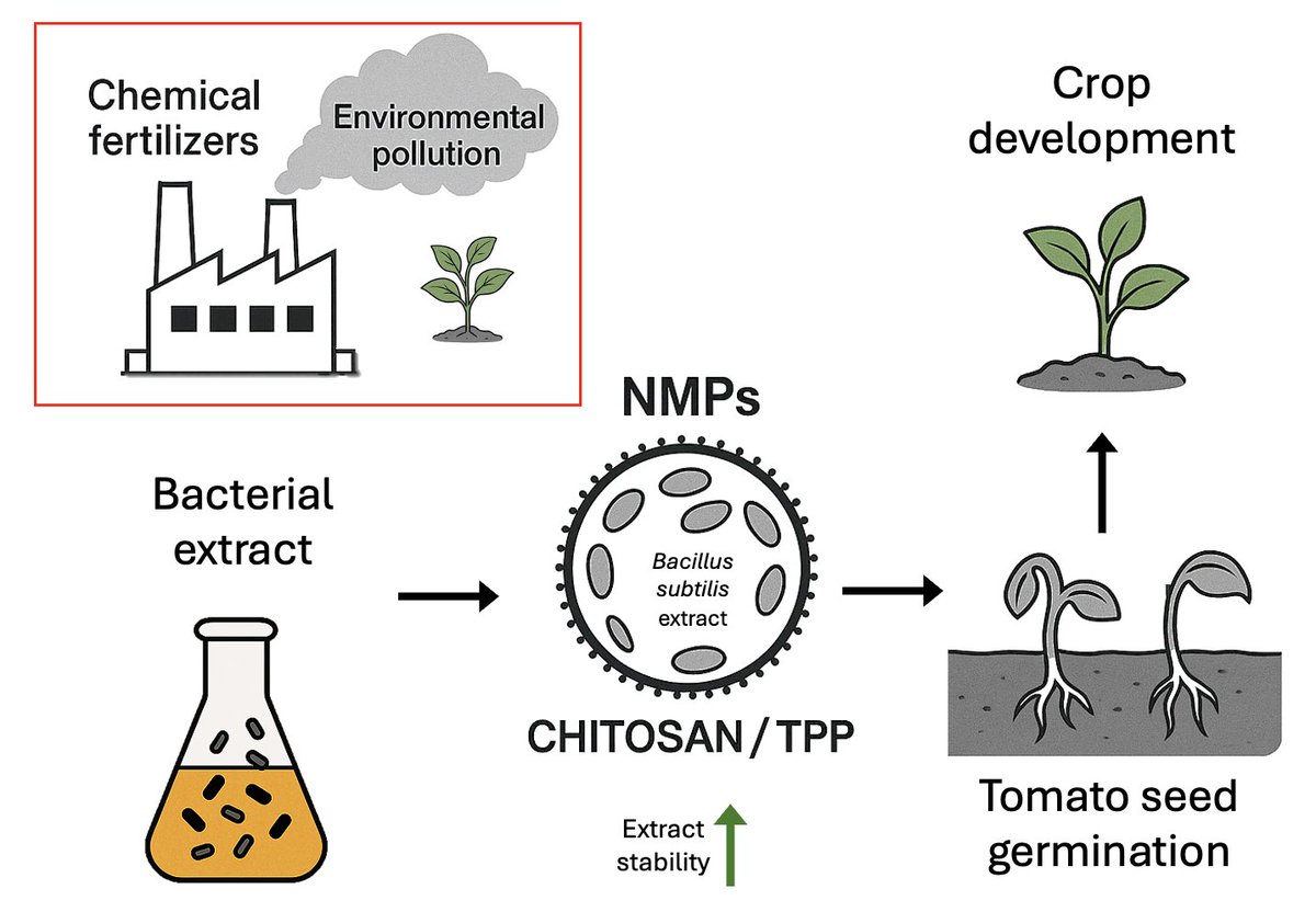Plants_MDPI's tweet image. 🌱 Nanotech for better seed germination

Chitosan nano/microcapsules with Bacillus subtilis extract improved tomato seed germination and stability of growth-promoting compounds.

📖 Read more: brnw.ch/21x0HTy

#Nanotechnology #SeedGermination #PlantScience