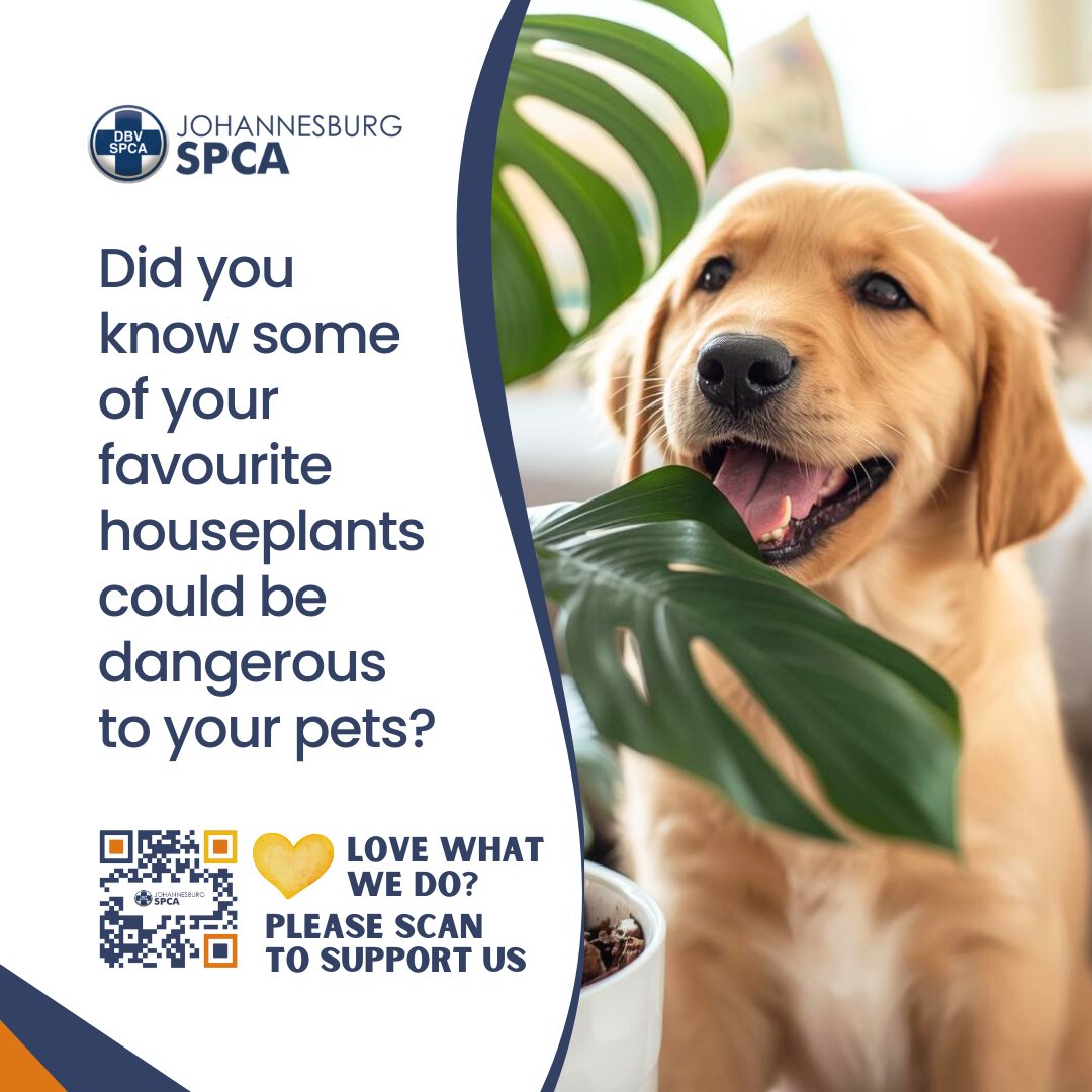 Johannesburg SPCA tweet media