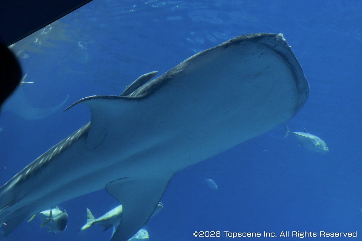 ベストフレンドハウス（公式） tweet media