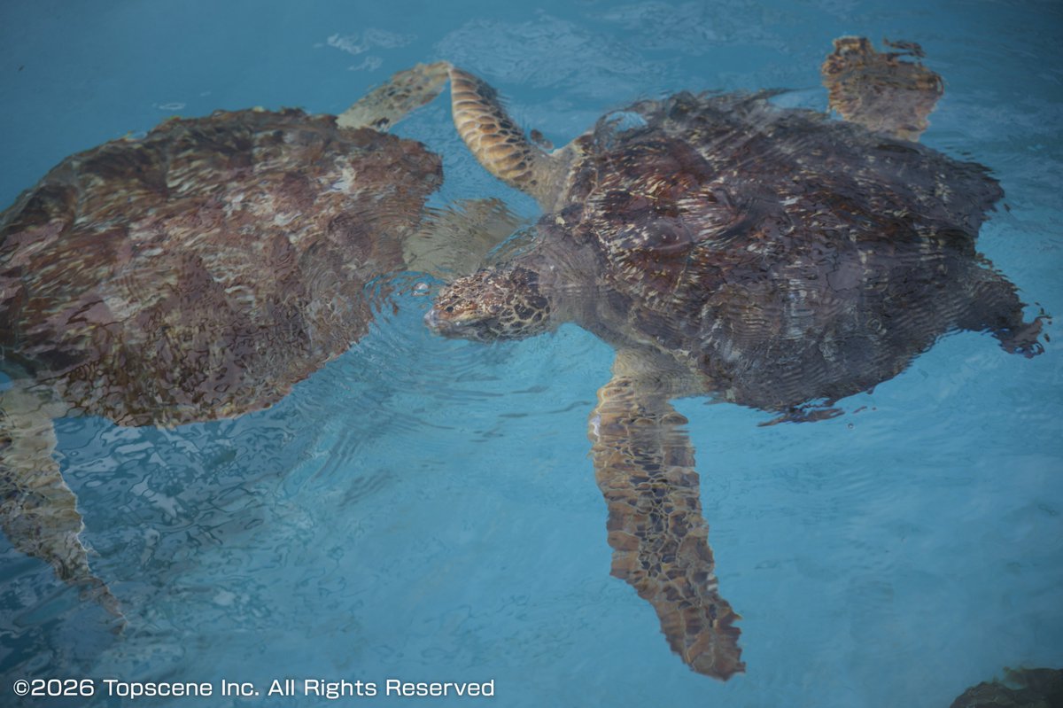 ベストフレンドハウス（公式） tweet media