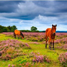 TheBBDirectory's tweet image. Getaway Across Southern England this Spring with Upham Inns.

Make more of spring with Upham Inns, and explore idyllic pubs with rooms set across the hills and vales of Southern England. 

bandbstays.co.uk/13477

#SpringEscapes #UphamInns #PubWithRooms #DogFriendly #Explore