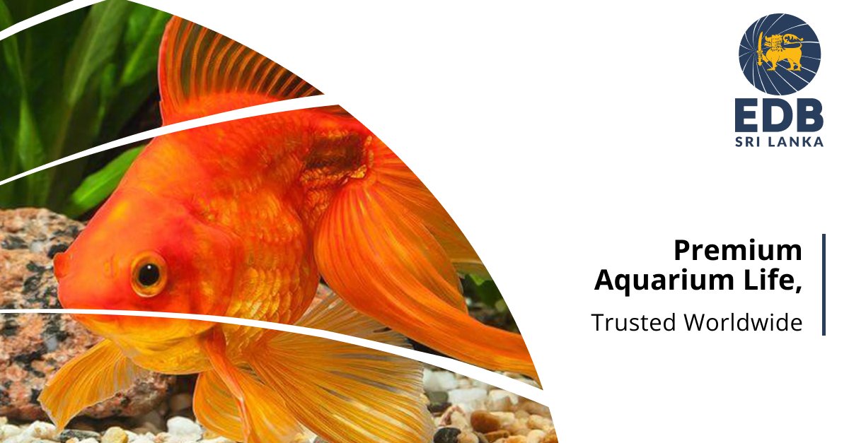 EDB Sri Lanka tweet media