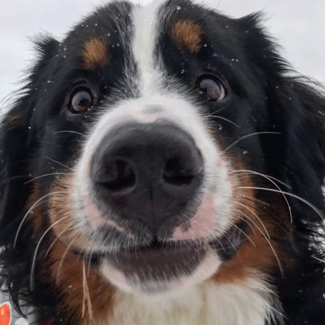 Bunsen, Beaker, Bernoulli & Brix tweet media