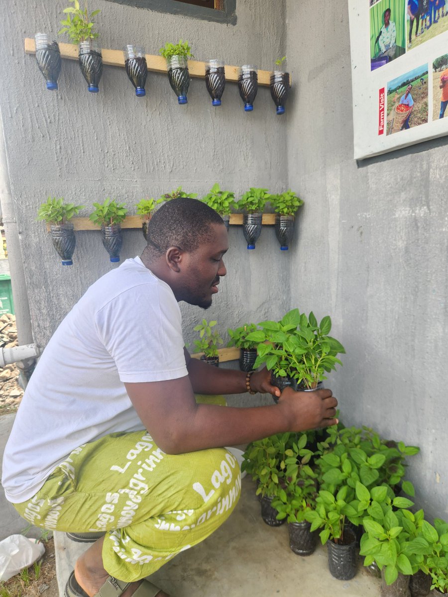 voiceofdFarmer's tweet photo. That small space around you can grow food too. 🌱
Food production doesn’t always start on big farms , it can start right where you are. Grow something, no matter how small.

#GrowYourFood #UrbanFarming #FoodSecurity #BackyardFarming #VoiceOfTheFarmers #Agriculture #FarmSmart https://t.co/1gqH3sNpS9