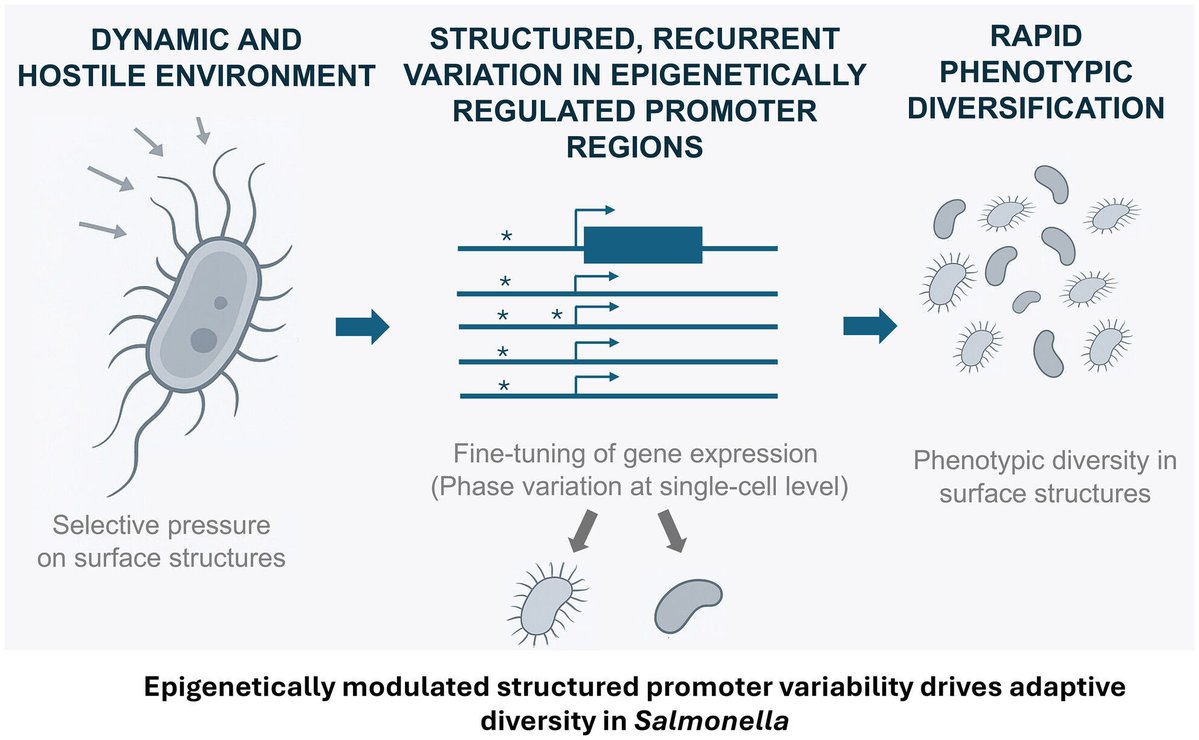 Microbial Biotechnology (MBT) tweet media