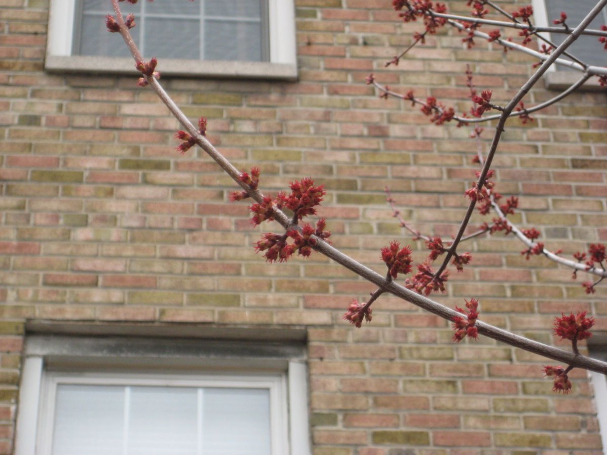TreesNewYork's tweet photo. Enjoy the #urbanforest this weekend - red maples have started blooming! #Redmaple is one of the earliest blooming #trees in spring. Silver maples and Freeman maples (a hybrid of red and silver maple) have buds and flowers that look similar, and both flower in early spring too. https://t.co/p0JSuQUJVl