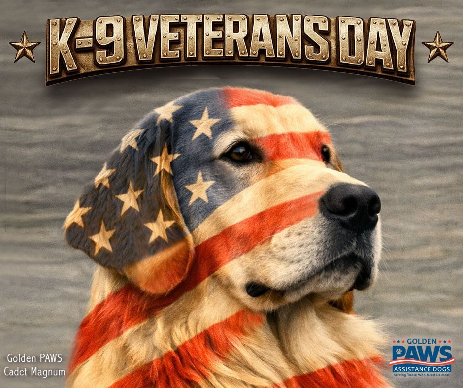 PAWSDogs_Naples's tweet photo. Today, on K-9 Veterans Day, we honor the courageous working dogs who have served beside our nation’s heroes with loyalty, bravery, and unwavering dedication. 🐾

#GoldenPAWSAssistanceDogs #GoldenPAWS #ServiceDogsForVeterans #GiveADogAJob #GoldenJourney #K9VeteransDay https://t.co/GtJz0DcB7W