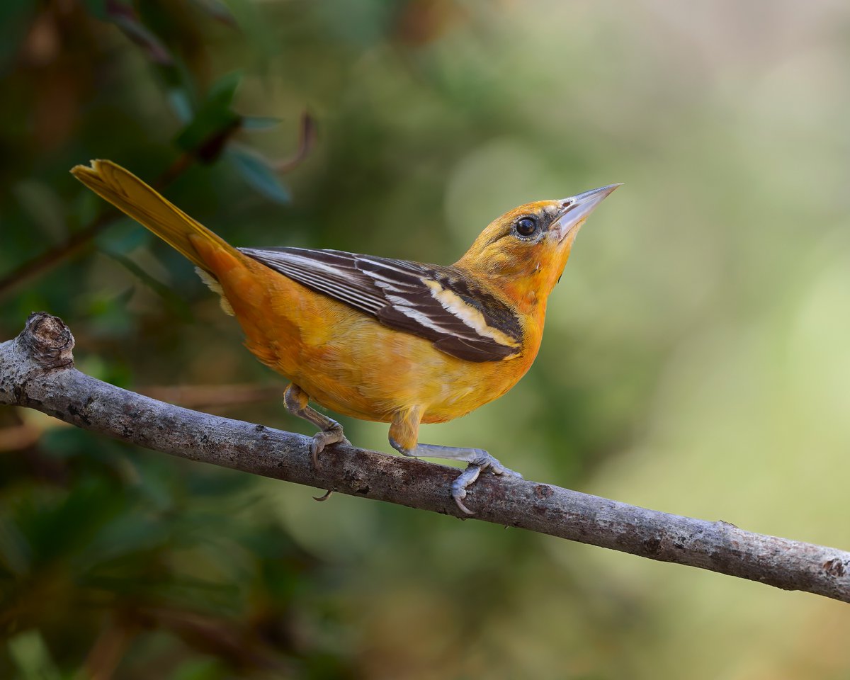 Corby Amos Photography tweet media