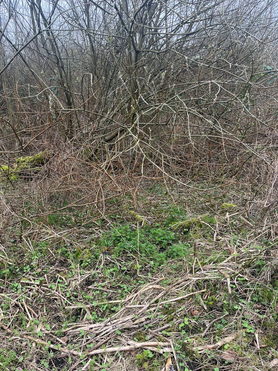 Japanese Knotweed tweet media
