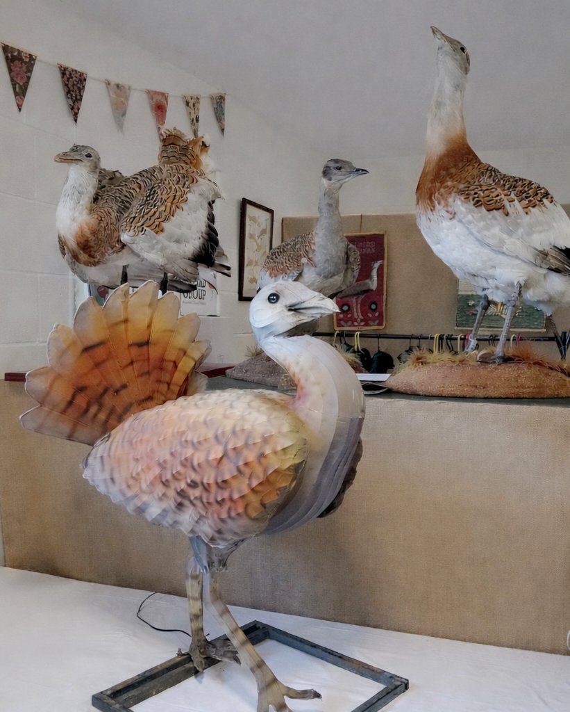 Great Bustard Group tweet media