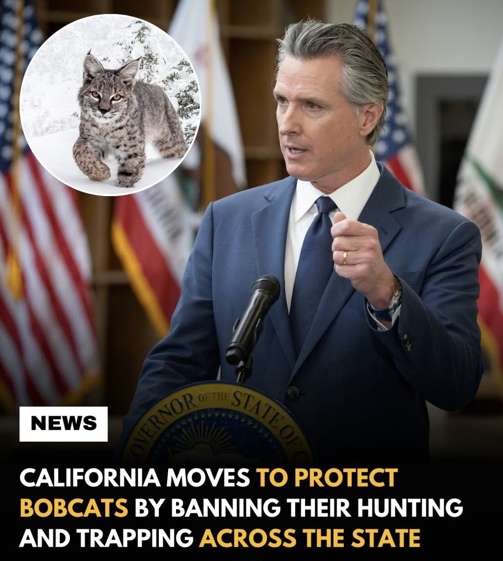 Protect_Wldlife's tweet photo. Excellent News ~ Well Done California 👏.

Wild animals should NEVER lose their lives just to become hunting trophies or for their pelts.

In California, an important step was taken to protect bobcats across the state by banning the hunting and trapping of these wild animals. The decision was welcomed by many wildlife advocates who have long argued that bobcats should be protected rather than hunted for their pelts.

For years, bobcats were targeted mainly for their fur, a practice conservation groups said was unnecessary and harmful. As public awareness about wildlife protection grew, more people began questioning why these animals were still being hunted at all.

Even before the statewide ban, several counties in California had already placed restrictions on bobcat trapping after concerns were raised about declining populations and the impact on local ecosystems.
Supporters of the new protections say bobcats play an important role in nature. As predators, they help maintain balance in the environment by controlling populations of smaller animals.

Animal advocates say the decision represents a broader shift in how people view wildlife, not as trophies or commodities, but as living creatures that deserve protection and respect.
Many conservation groups believe this step will help ensure bobcats remain part of California’s natural landscapes for generations to come.
