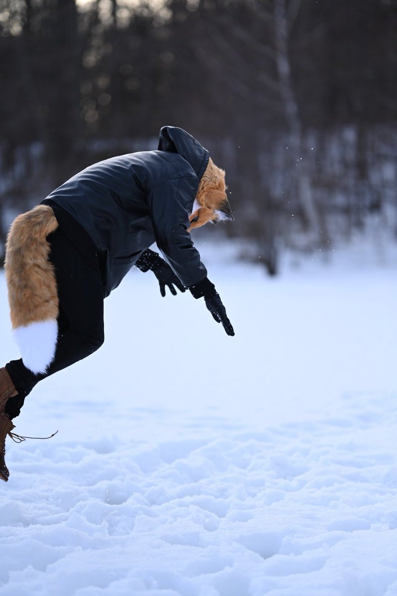 しゃとる（雷鳥の人）🦃🦊 tweet media