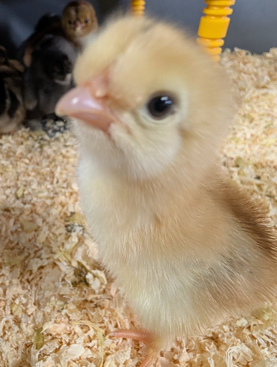 batleygirls's tweet photo. Welcome to our newest members of the PLC!
Our learners are loving watching the chicks hatch and taking responsibility for their daily care. From feeding to enjoying a gentle cuddle, they’ve quickly become a favourite part of the school day. #BGHS #SchoolLife #LearningInAction https://t.co/pCkjN8xunK