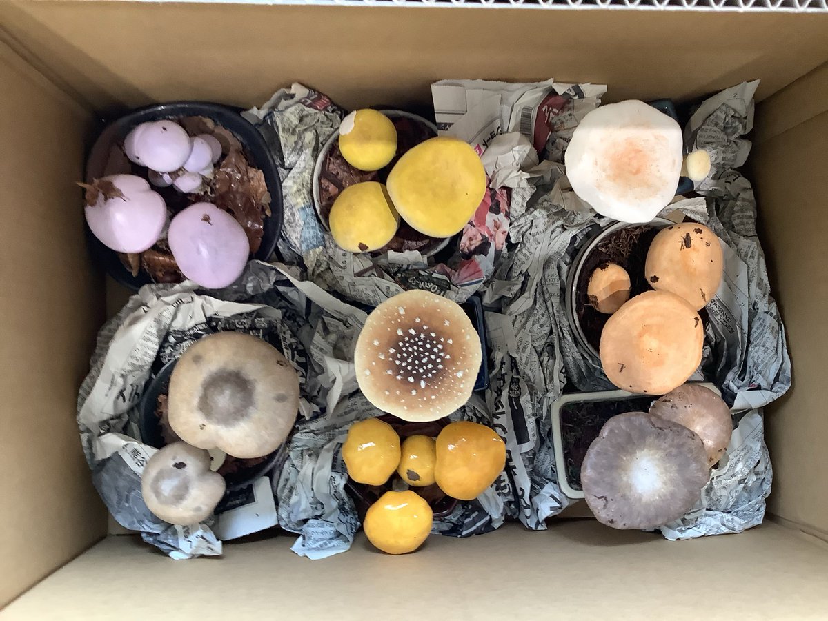 ダンボールが計10箱になってしまってえらい荷物だな…と思ったんだけど、きのこ自体が大きくないせいでこれでもギャラリーを埋めるのは大変だった。今後はどうすべきか。