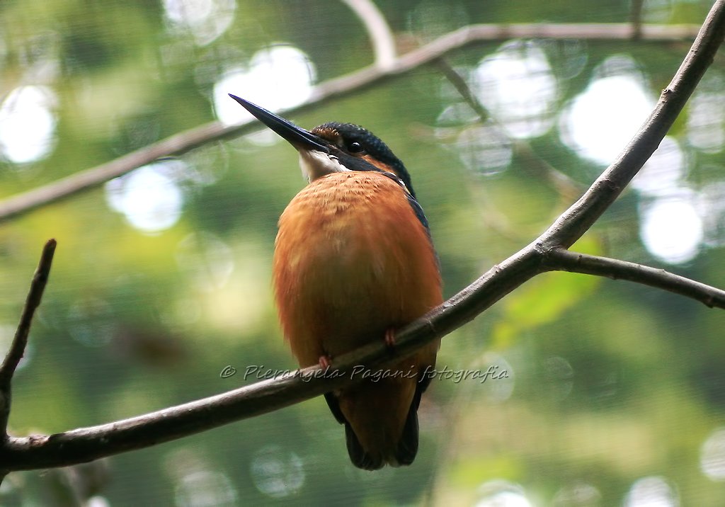 <a href="/bralella09/">Graziella Bracchi</a>