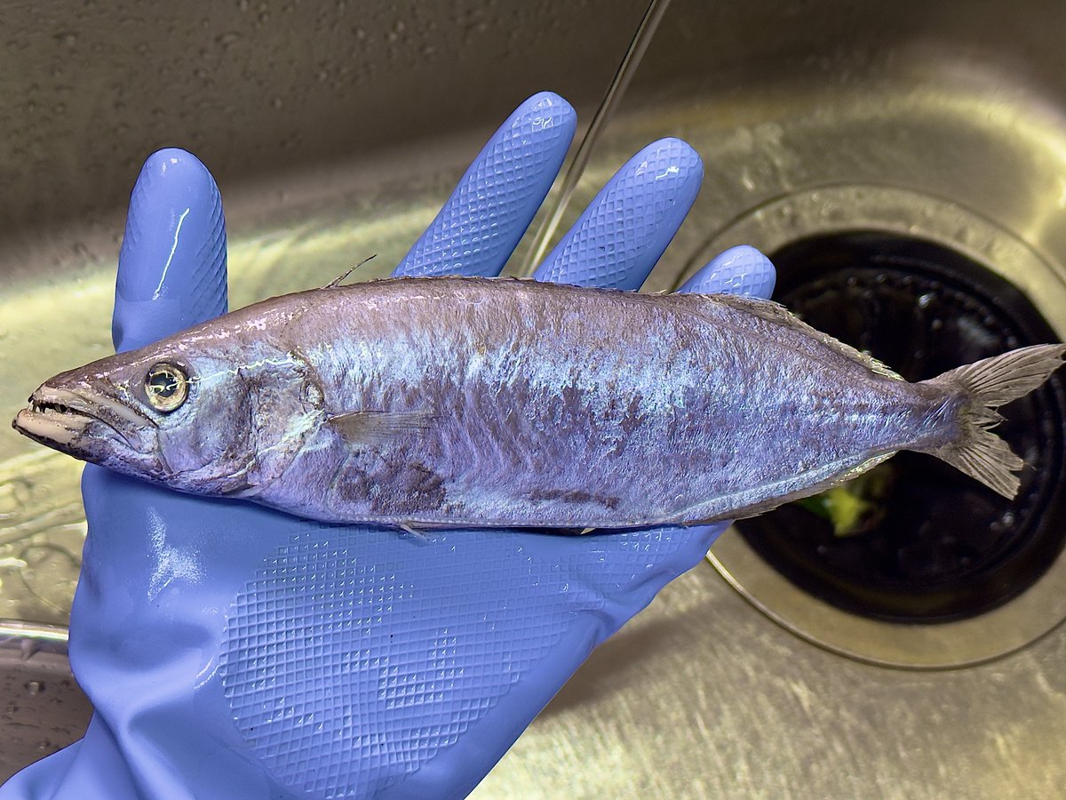 デストロイ=ハカイ tweet media